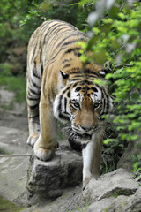 Fototapeta na wymiar Bengal Tiger (1)