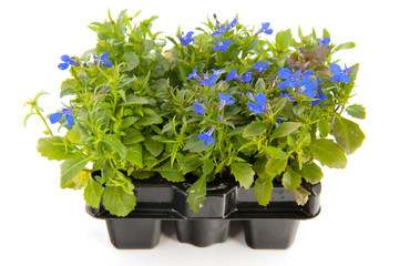 Sixpack blue Lobelia