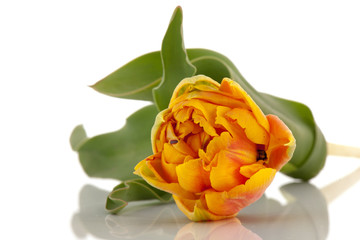 Yellow tulip