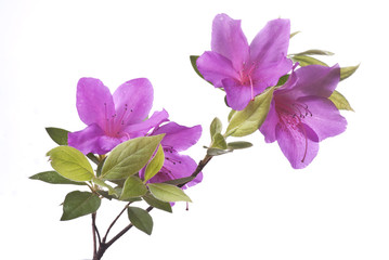 azalea viola su sfondo bianco