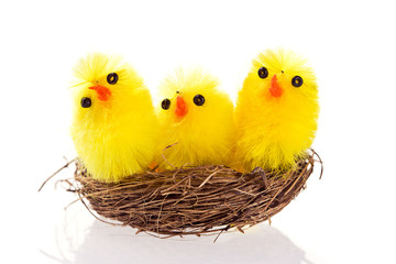 Fototapeta premium Macro shot of three Easter chicks in a nest on white background