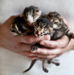 kot koty kociaki małe młode kotki dzieci pyszczki dłonie