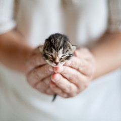 kociak mały kot kotek koty dłonie słodki delikatny młody dziecko - obrazy, fototapety, plakaty