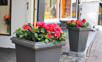 Fototapeta na wymiar Kwiaty na ulicy. Delft, Holandia