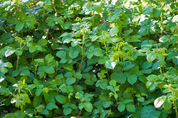 mélisse citronnée