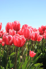Pink tulips in sunlight