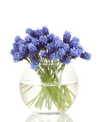 Muscari - hyacinth in vase isolated on white