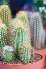 Cactus peque&ntilde;os en maceta