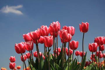 Pink tulips growing on a fiield