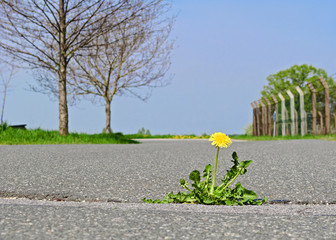 Löwenzahn auf der Straße