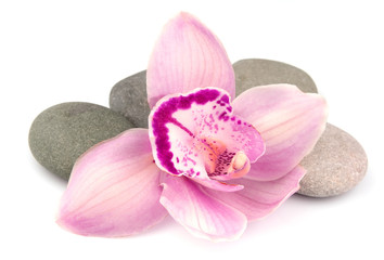 Stones and pink orchid flowers