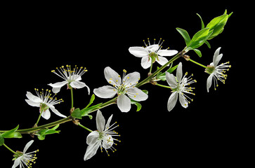 Obraz premium Cherry plum flowers closeup