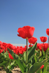 Red tulips on a field