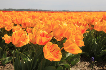 yellow tulips with a touch of red