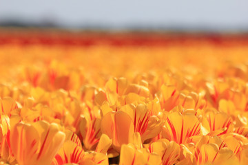 yellow tulips with a touch of red