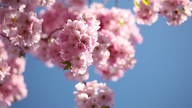 Cherry blossoms moving lightly
