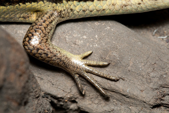 Sphenomorphus indicus