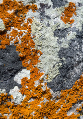 Lichen Covered Rock Texture