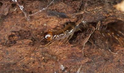 Centipede on wood, macro photo