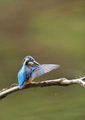 止まり木のカワセミ