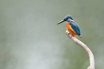 止まり木のカワセミ