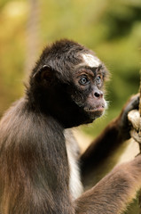 Black Headed Spider Monkey