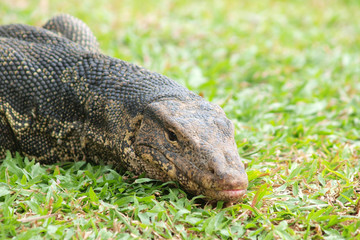 Closeup of monitor lizard - Varanus on green grass focus on the