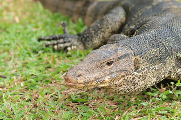 Closeup of monitor lizard - Varanus on green grass focus on the
