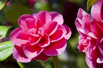 Red camellia flower