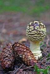 Brown fly agaric
