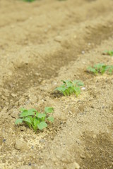 野菜の新芽
