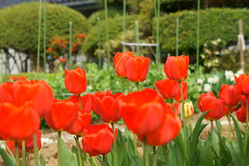 チューリップ畑