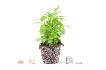 Plant and money