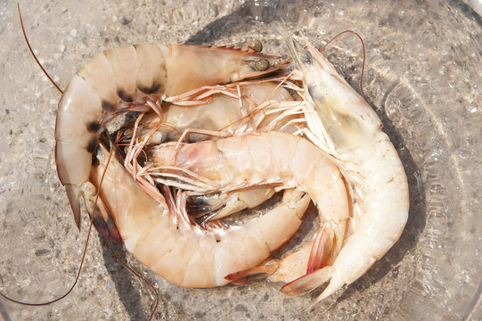 karides