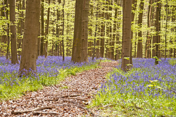 Bluebells path