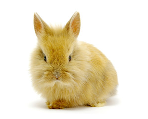 Small brown rabbit