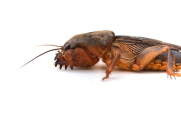 mole cricket (Grillotalpa)