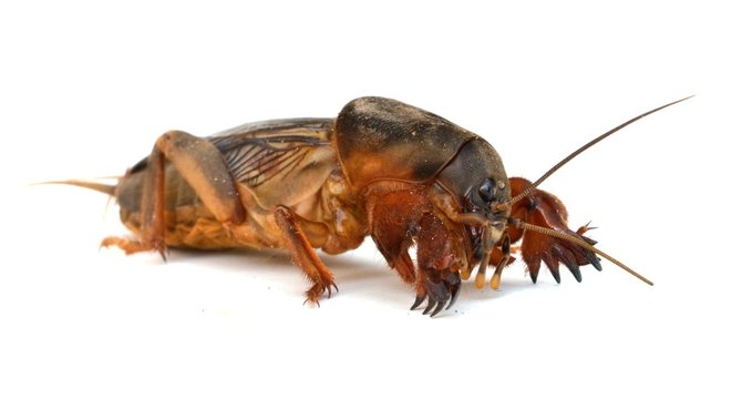 mole cricket (Grillotalpa)