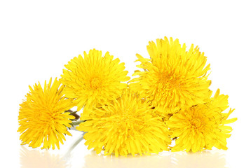 Dandelion flowers isolated on white