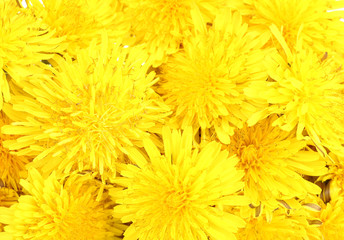 Dandelion flowers close-up