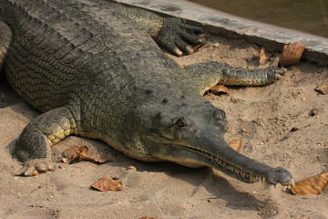 T&ecirc;te de Gavial