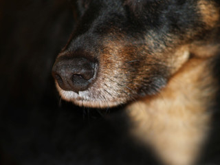 Hundenase, Close-up, low-key, 1