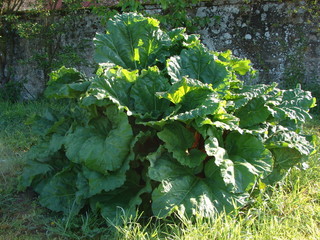 rhubarbe26