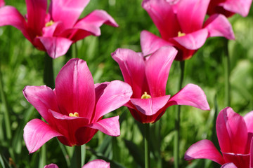 Obraz na płótnie Canvas Purple tulips