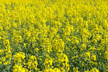 Flowering field of rape