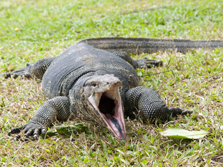 Closeup of monitor lizard - Varanus on green grass focus on the
