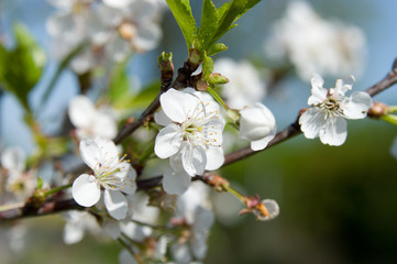 Flowering of apple trees