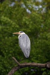 Airone Cenerino