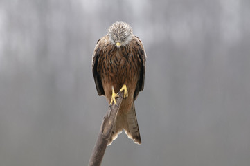 Red Kite (Milvus m.) resting on a branch