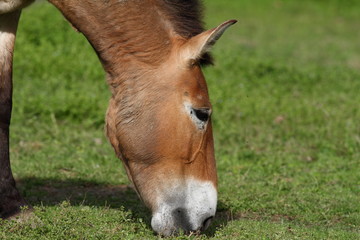 cavallo